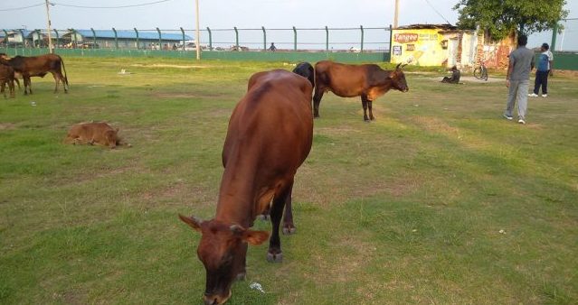 හරකුන්ට ගිය කොටුව පිට්ටේනිය හරකුන්ට ගිය කොටුව පිට්ටේනිය