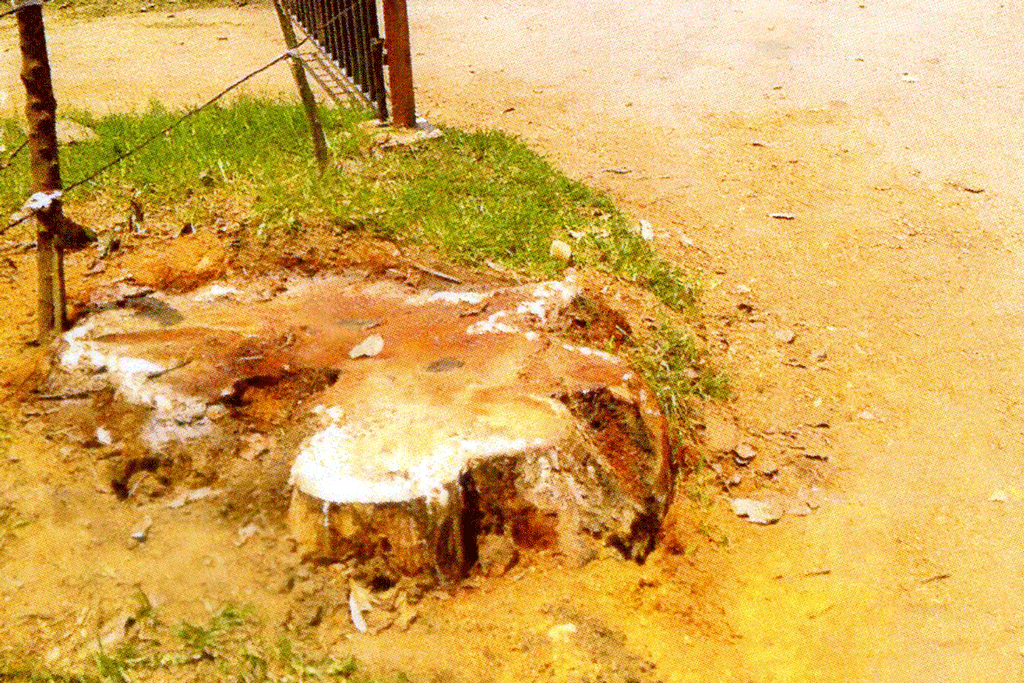 කටාන ප්රාදේශීය සභාවේ දේපල මහදවල් මංකොල්ල කති කටාන ප්රාදේශීය සභාවේ දේපල මහදවල් මංකොල්ල කති