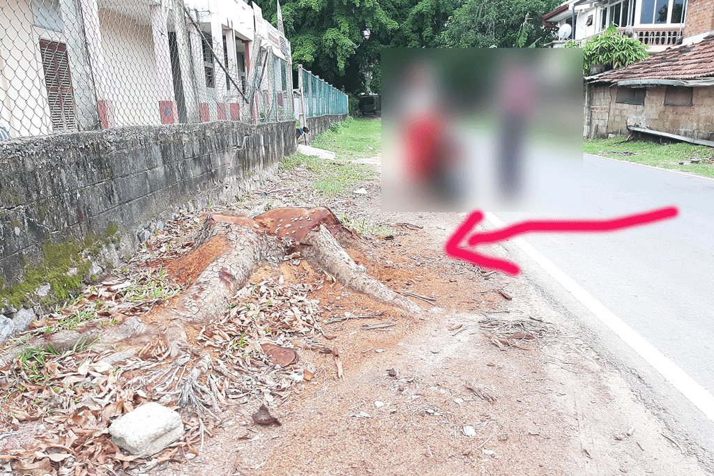 කටානේ ප්රාදේශීය සභා මාර්ගවල වටිනා ගස් හොරෙන් කපාගෙන යයි කටානේ ප්රාදේශීය සභා මාර්ගවල වටිනා ගස් හොරෙන් කපාගෙන යයි