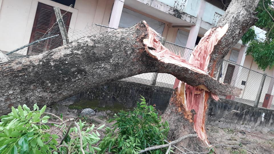 කපා ඉවත්කලේ වටිනාකමක්නැති කඩාවැටුණු වල් මහෝගනී ගසක් කපා ඉවත්කලේ වටිනාකමක්නැති කඩාවැටුණු වල් මහෝගනී ගසක්