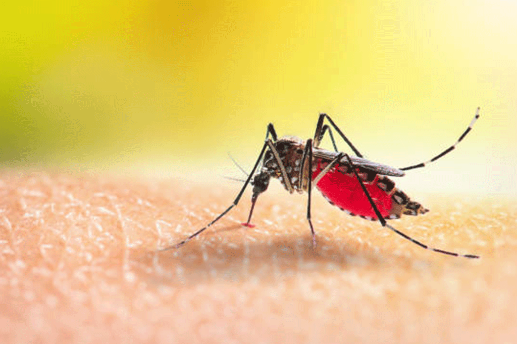 මිගමුව රෝහලේ ඩෙංගු රෝගීන් 60 ක් – බන්ධනාගාරයේ හයක් මිගමුව රෝහලේ ඩෙංගු රෝගීන් 60 ක් – බන්ධනාගාරයේ හයක්