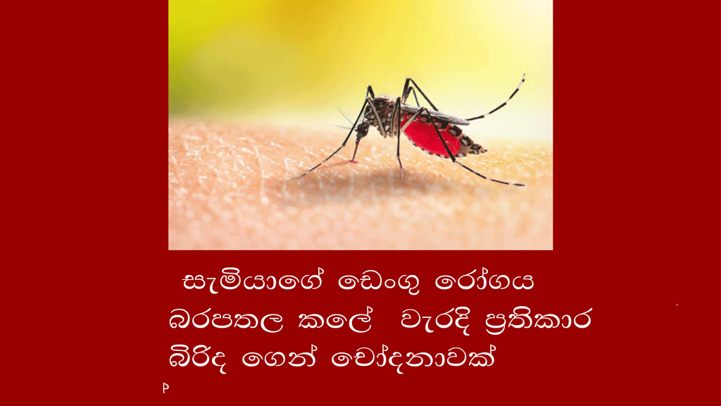 ඩෙංගු-බරපතල-කලේ
