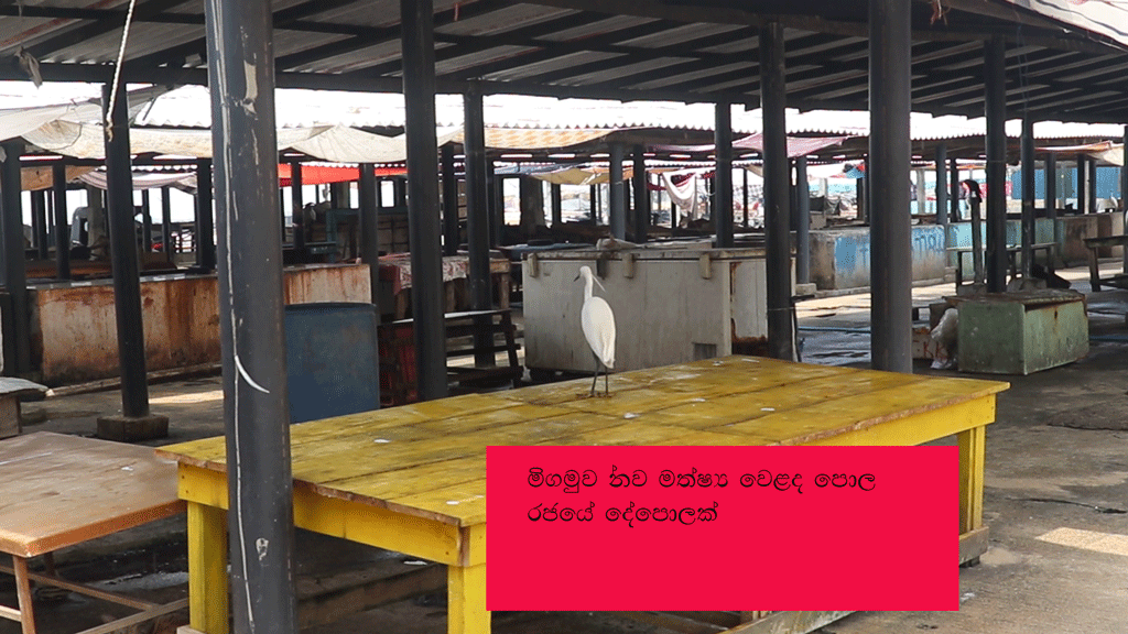 කොටුව පිට්ටනිය අසල පිහිටි නව මාළු වෙළද පොළ – රජයේ දේපොලක් -නාගරික කොමසාරිස් කොටුව පිට්ටනිය අසල පිහිටි නව මාළු වෙළද පොළ – රජයේ දේපොලක් -නාගරික කොමසාරිස්