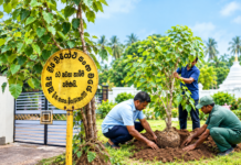 මේ බෝ පැලය සුදුසු තැනක රෝපණය කරමු