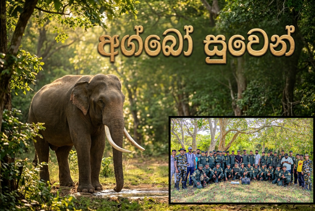 අග්බෝ සොයාගනී අග්බෝ සොයාගනී